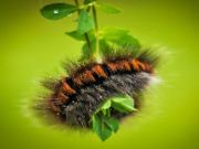 Gioco Puzzente di animali da Caterpillar Larva in linea