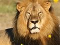 Gioco Stelle nascoste dagli animali  in linea