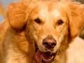 Gioco Cane Trova la differenza  in linea