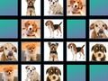 Gioco Memoria animale  in linea