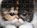 Gioco Puzzle di gatti esotici  in linea
