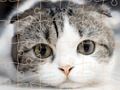 Gioco Time del puzzle dei gatti in linea