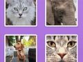 Gioco Animali di Picture Slider  in linea