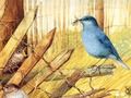 Gioco Uccelli: puzzle artistici  in linea
