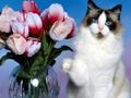 Gioco Puzzle divertenti gatti  in linea