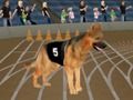Gioco Crazy Dog Racing Fever in linea