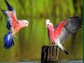 Gioco Birds puzzle in linea
