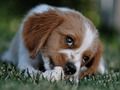 Gioco Doggy Jigsaw in linea