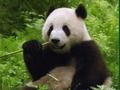 Gioco Panda Panda  in linea