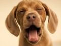Gioco Doggy divertente  in linea