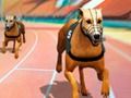 Gioco Crazy Dog Racing Fever  in linea