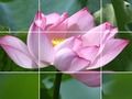 Gioco Fiori Di Loto  in linea