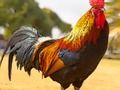 Gioco Puzzle di uccelli domestici  in linea