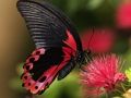 Gioco Natura Jigsaw Puzzle Butterfly  in linea