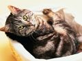 Gioco Cani e gatti divertenti Jigsaw Puzzle  in linea