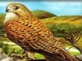 Gioco Puzzle di uccelli rapaci  in linea