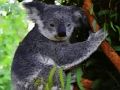 Gioco Orso di Koala sveglio del bambino  in linea