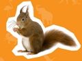 Gioco Casa degli animali  in linea