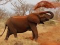 Gioco Puzzle con animali - Elefanti  in linea
