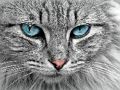Gioco Puzzle di Cat Eye  in linea