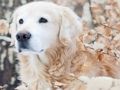 Gioco Puzzle di animali domestici invernali  in linea