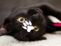 Gioco Puzzle di gatti svegli  in linea