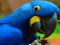 Gioco Puzzle dell'uccello del pappagallo  in linea