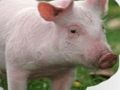 Gioco Gratta e indovina gli animali  in linea