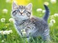 Gioco Puzzle dei gattini  in linea