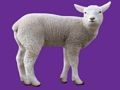 Gioco Bambino animale in linea