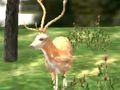Gioco Animal Safari Hunter 2020 in linea