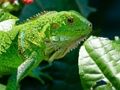 Gioco Iguana selvatica  in linea