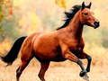 Gioco Scivolo del cavallo  in linea