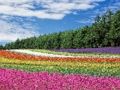 Gioco Puzzle da giardino fiorito colorato  in linea