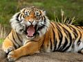 Gioco Animali Puzzle Tigre  in linea