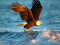 Gioco Animali Puzzle Aquila  in linea