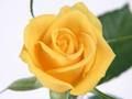 Gioco Rose gialle  in linea