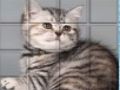 Gioco Picpu Cat in linea