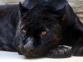 Gioco Puzzle della pantera nera  in linea
