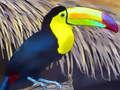 Gioco Puzzle dell'uccello del tucano  in linea