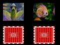 Gioco Memoria di pesce  in linea