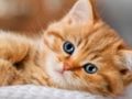 Gioco Collezione di puzzle di gattini  in linea