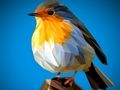 Gioco Puzzle Poly Birds  in linea