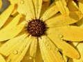 Gioco Puzzle con gocce di pioggia di petali di fiori  in linea