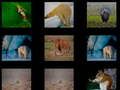 Gioco Memoria animale  in linea