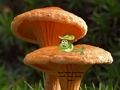 Gioco Fuga dalla terra delle piante di funghi  in linea