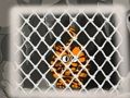 Gioco Fuga della tigre 1  in linea
