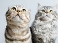 Gioco Puzzle di simpatici gatti  in linea