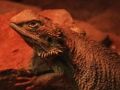 Gioco Puzzle lucertola drago  in linea