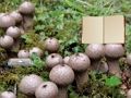 Gioco Fuga dalla Terra dei Funghi Lycoperdon  in linea